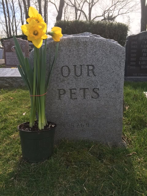 Easter / Passover: Potted Yellow Daffodils