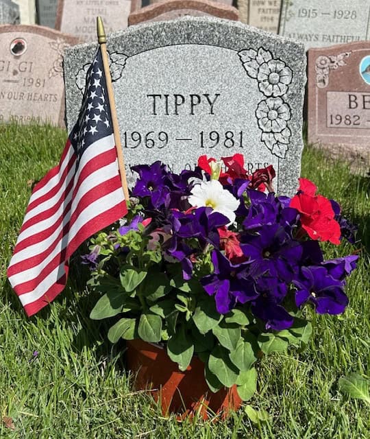 War Dog / Memorial Day: Potted Yellow Marigolds